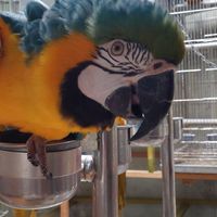 收購各種鸚鵡  鳥蛋  收養  比價