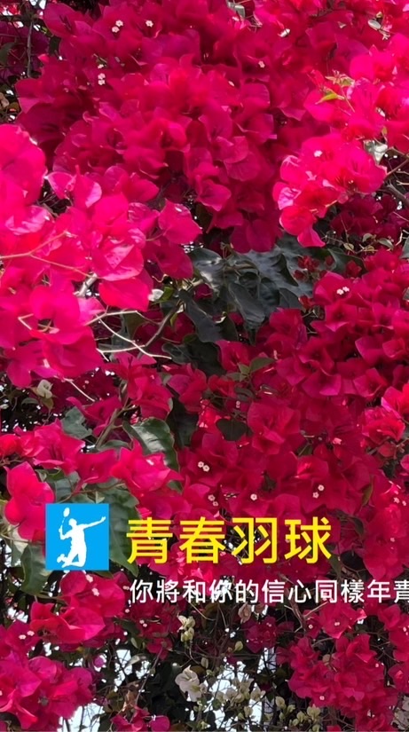 青春羽球