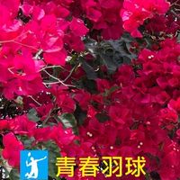 青春羽球