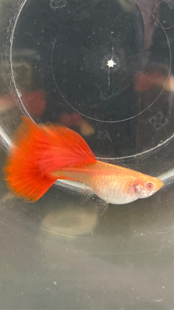孔雀魚欣賞