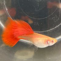孔雀魚欣賞