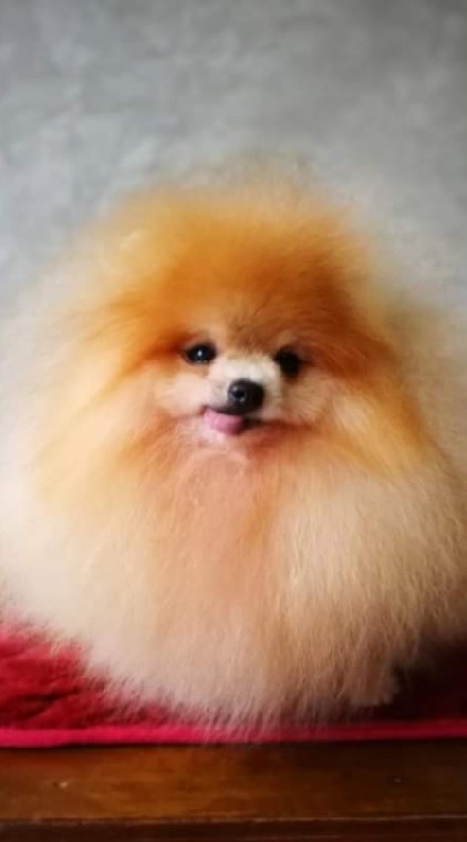 VCareU & Chiffon pet clean