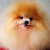 VCareU & Chiffon pet clean