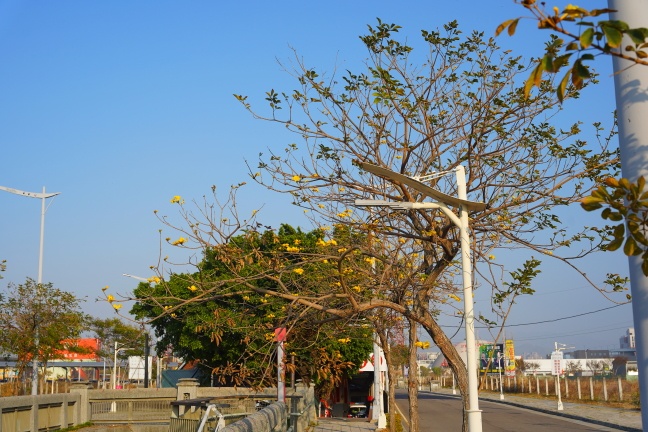 台中洲際路黃花風鈴木,崇德十九路黃花風鈴木,洲際棒球場黃花風鈴木