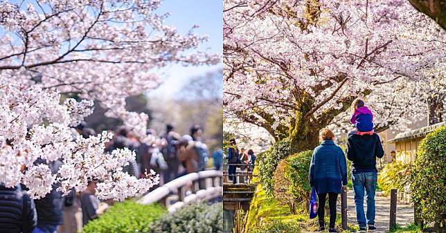 2024 日本賞櫻秘境！東京「新宿御苑」、大阪「毛馬櫻之宮公園」：最佳開花時間一次看