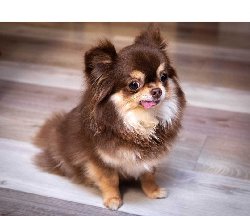 Jila個性有點公主病。（圖／林勝發攝）