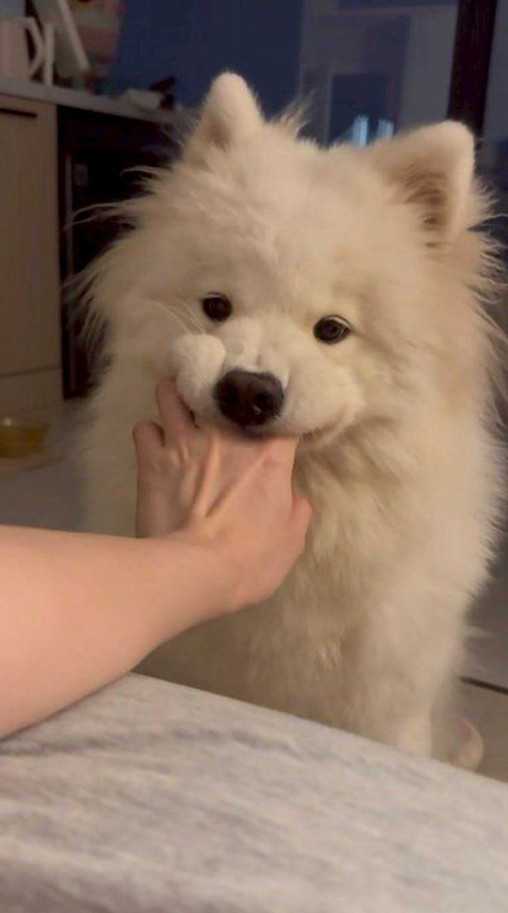 ᴊᴇʟʟʏꜰɪꜱʜ!