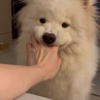 ᴊᴇʟʟʏꜰɪꜱʜ!