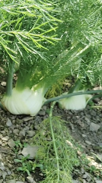 （零售）南投仁愛高山無毒生菜、香料@我愛吃生菜🥗產地宅配直送