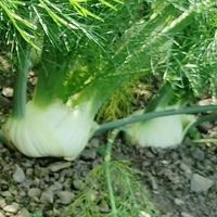 （零售）南投仁愛高山無毒生菜、香料@我愛吃生菜🥗產地宅配直送