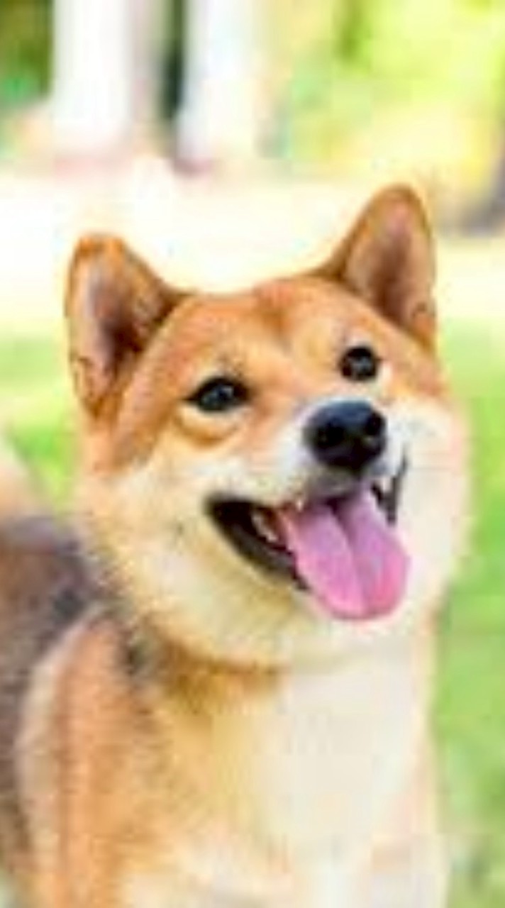 無賞・無限！絶対無言のみ！犬専用写真・動画部屋