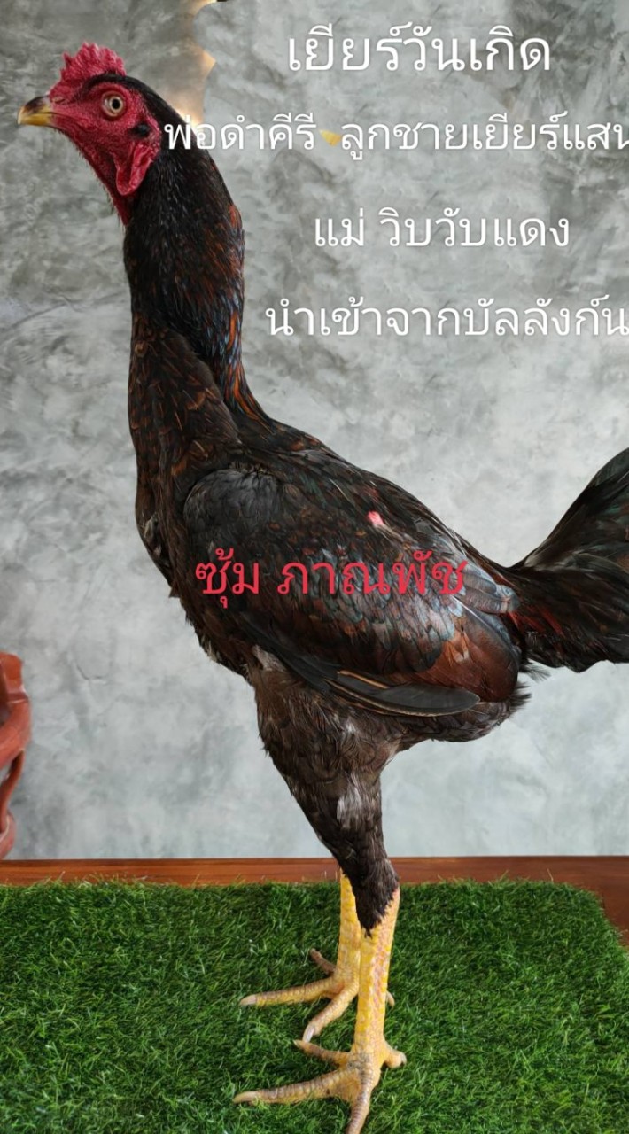 ซุ้ม ภาณพัช