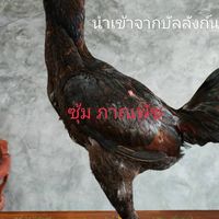 ซุ้ม ภาณพัช