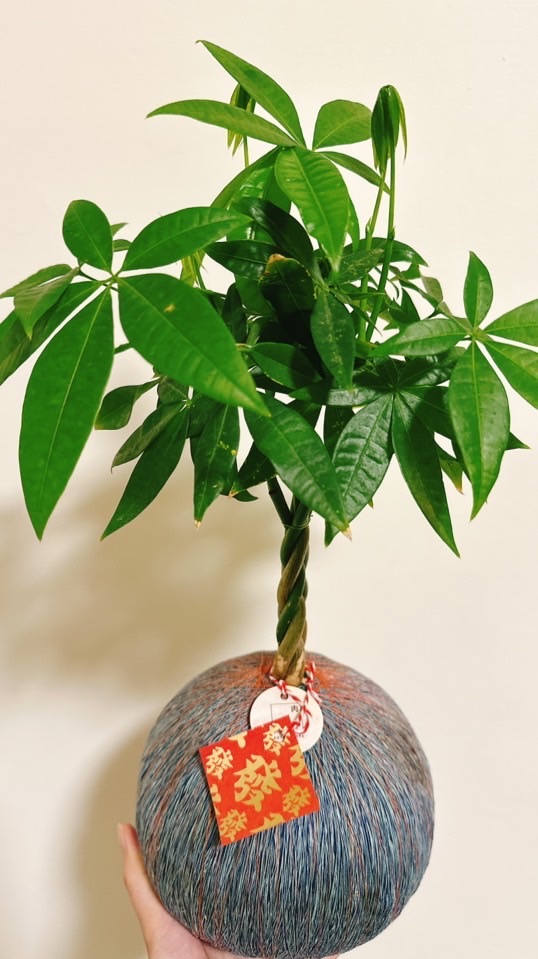 🌳貞豬多肉二店 互動交流群