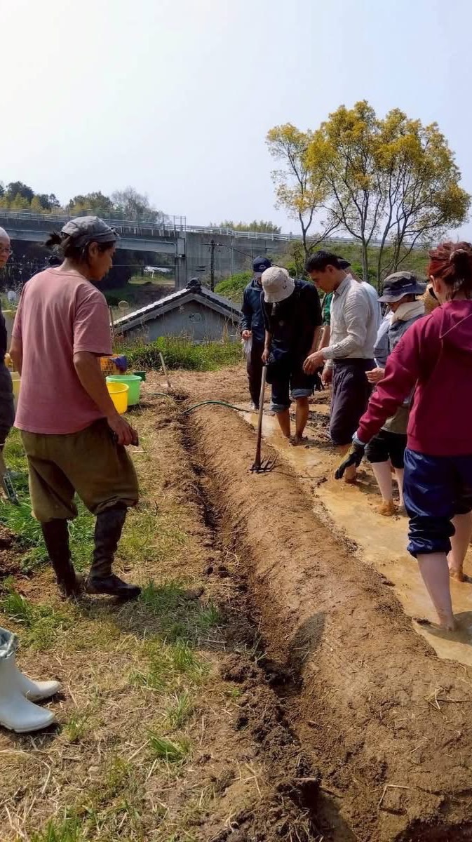 薬草てらこや田んぼで苗代