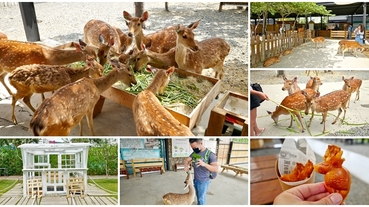 恆春墾丁親子景點 鹿境梅花鹿生態園區～不到奈良也能開心餵可愛小鹿