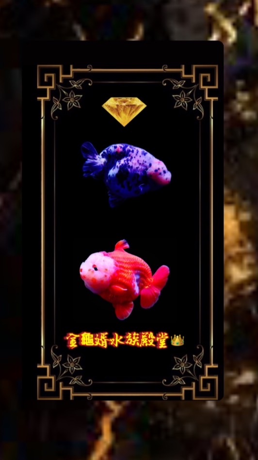 金龜婿水族陸龜私生活🐢