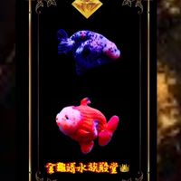 金龜婿水族陸龜私生活🐢