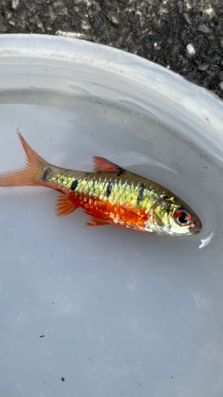 台灣野生魚-魚體水族買賣交流