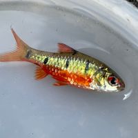 魚體水族買賣交流