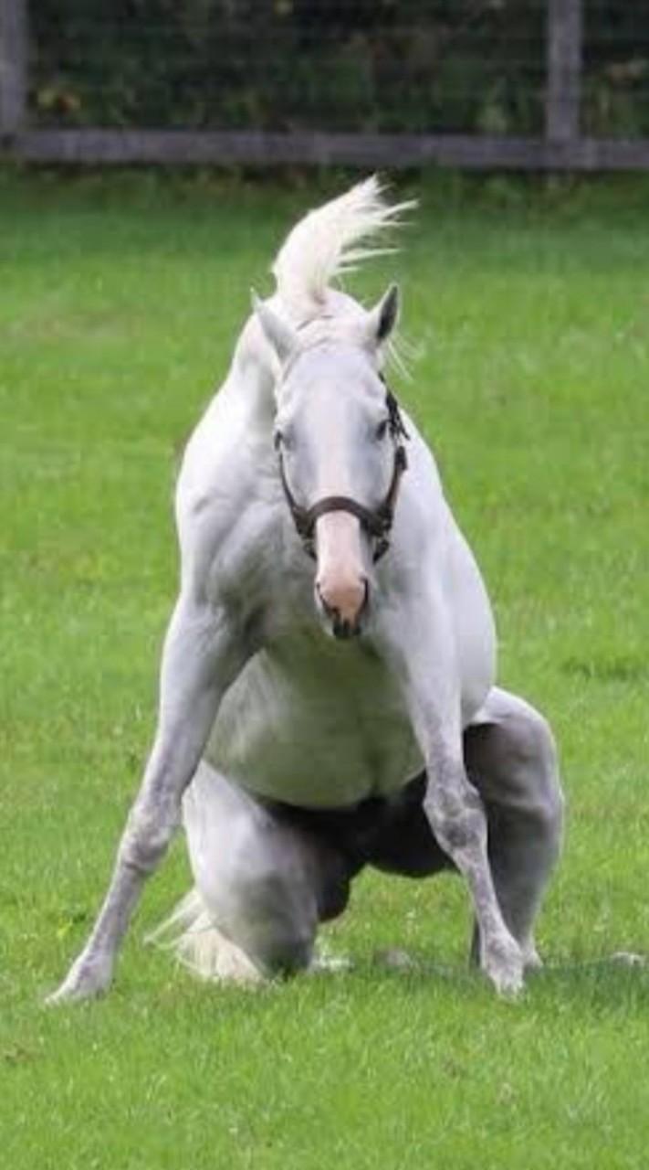 芦毛と白毛の競走馬を応援するオプチャ
