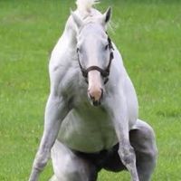 芦毛と白毛の競走馬を応援するオプチャ