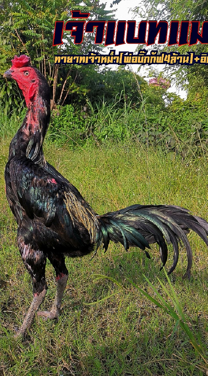 ไก่ชน​ซุ้ม​เพชร​ตระการ​