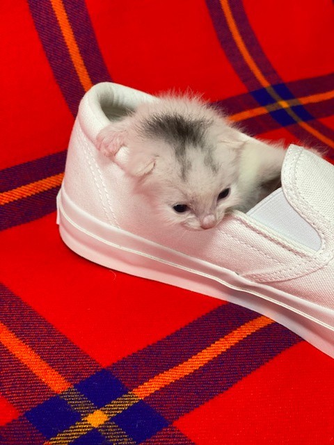 我が家に子猫が6匹やって来た しかしミルクもなにもない