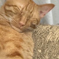 抱抱龍特派公司 楓之谷交流部門