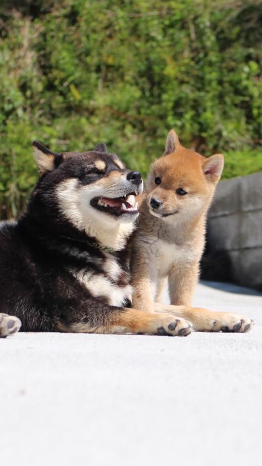 日本犬が好き！