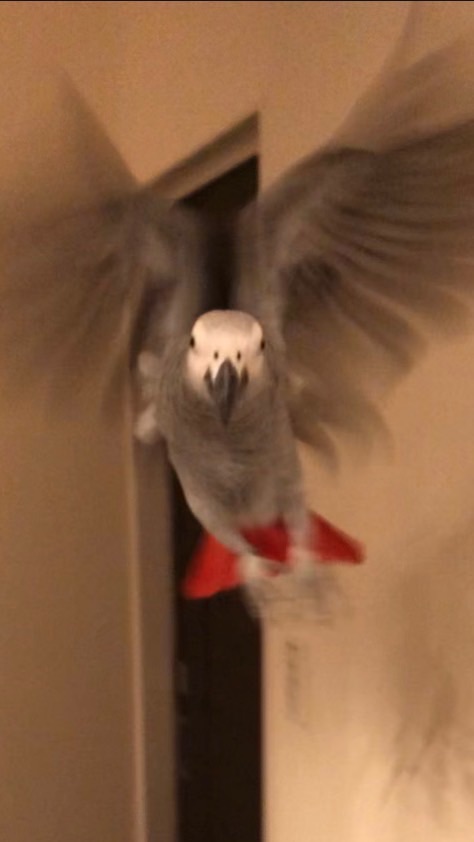 🦆