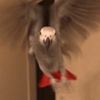 🦆