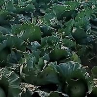 大寮農作物 自採通知群