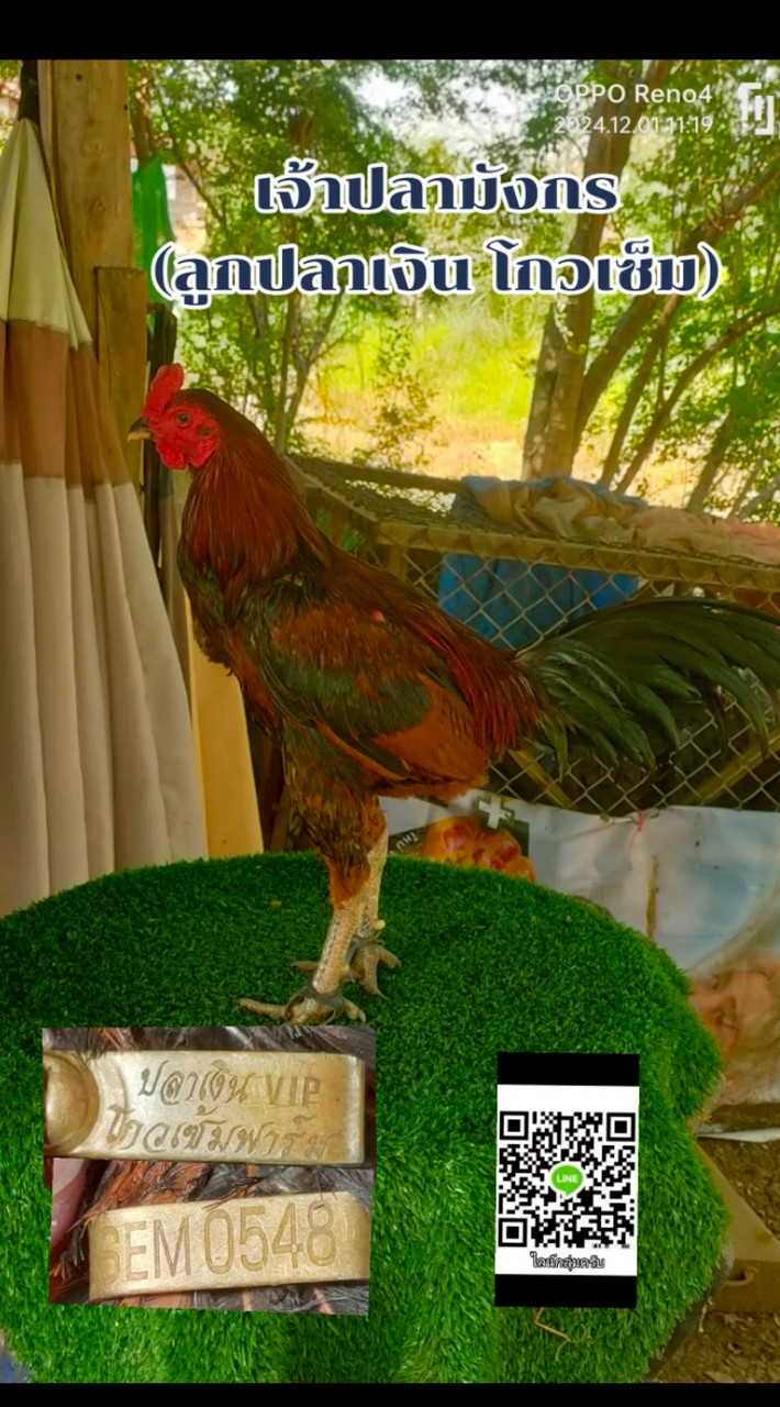 ซุ้ม ป.มีชัย สายตี