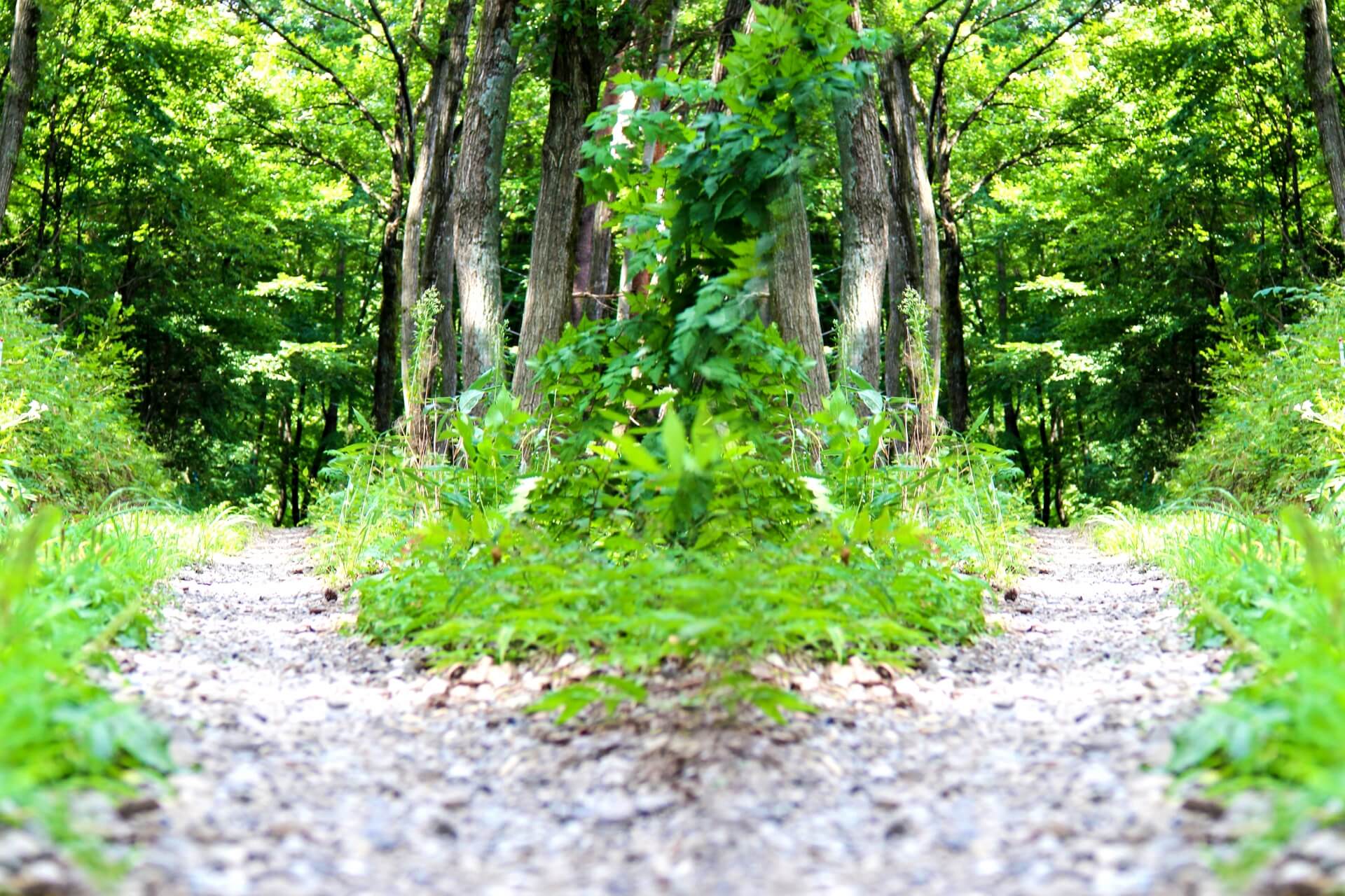 冬に食べたい台湾鍋料理 炒めたスルメが隠し味の 石頭鍋 Charmmy