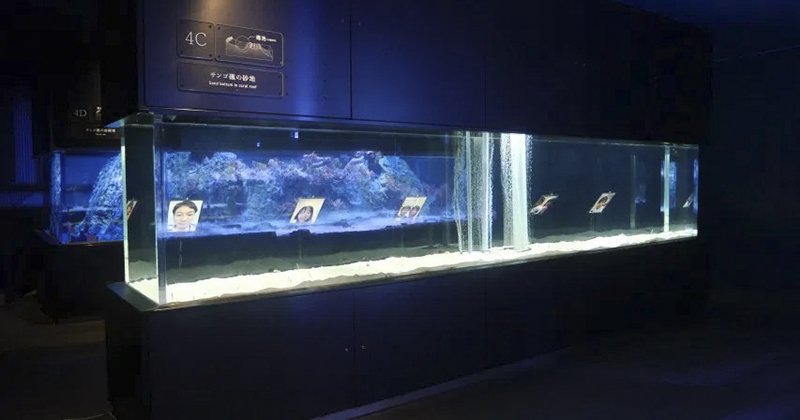 長時間休館造成 花園鰻危機 日本水族館號招網友face Time 露臉互相療癒 Line購物