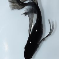 メダカ大好き♥関西めだか会