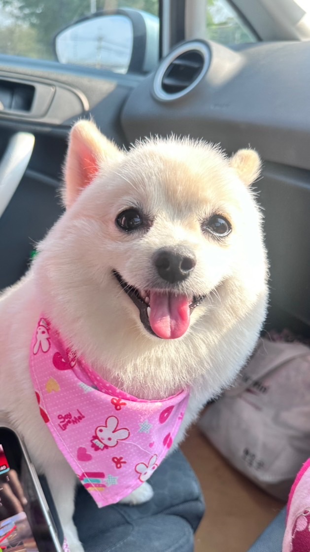 ClubForPet_Korat