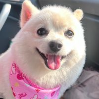 ClubForPet_Korat