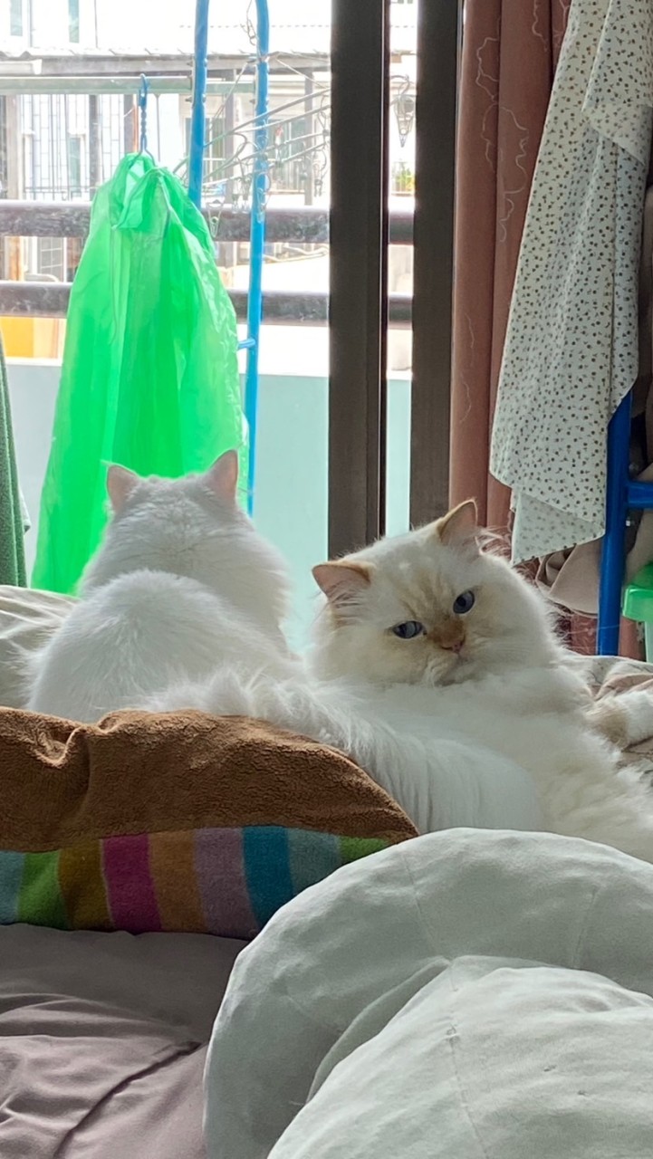 อาโป พลูโต