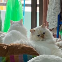 อาโป พลูโต