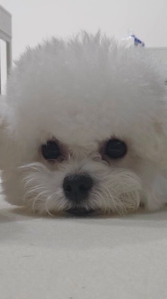 韓國寵物用品代購🐶🐱