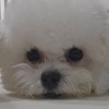 韓國寵物用品代購🐶🐱