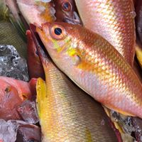 寶島鮮魚團（鮮魚.冷凍食材販售）