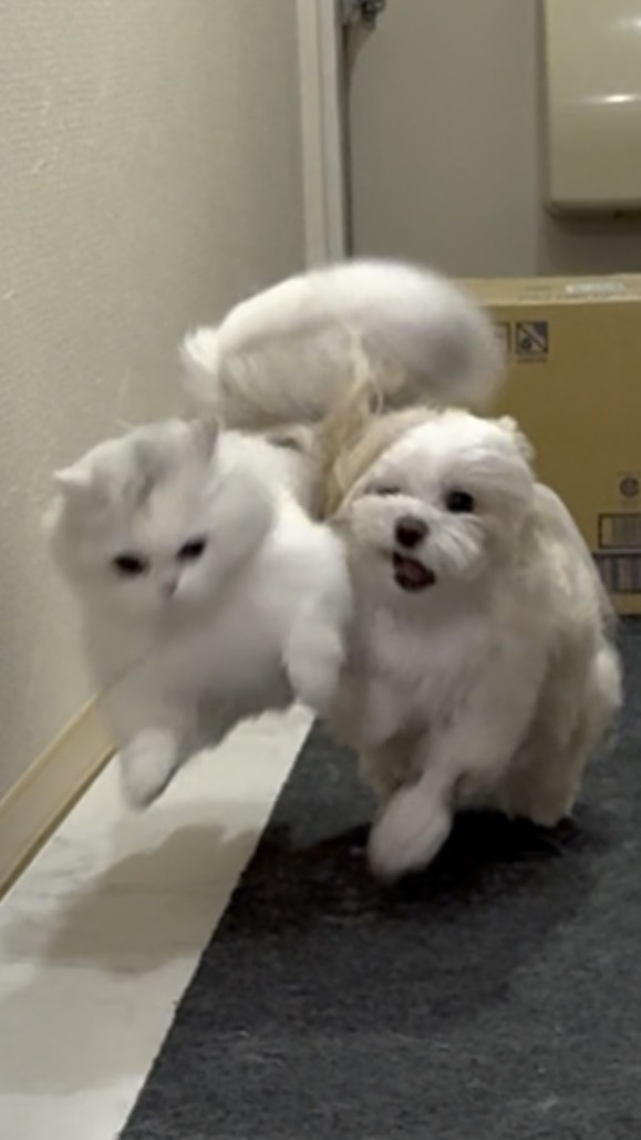 わんにゃん広場🐶🐱