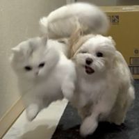 わんにゃん広場🐶🐱