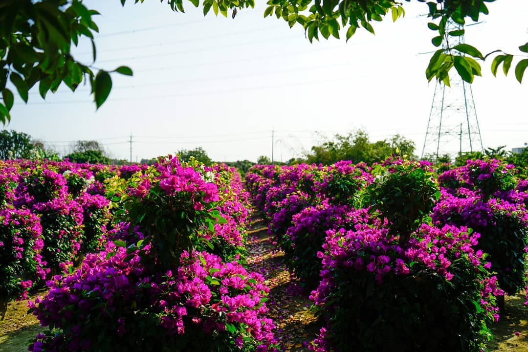 人形九重葛 @shilinfan3