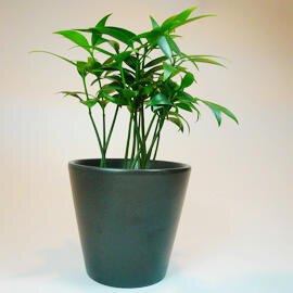 迎春開運~幸運樹~日本艾草~竹柏精緻小盆栽（黑盆）