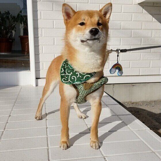 怖いだけじゃない 犬がしっぽを下げているとき の気持ち3選
