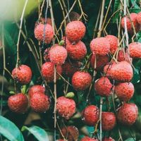阿明赤殼荔枝